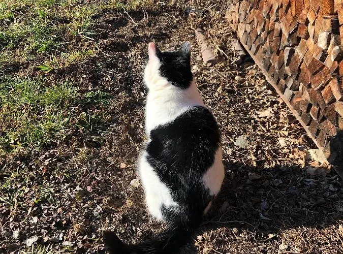 Freihof وستندورف